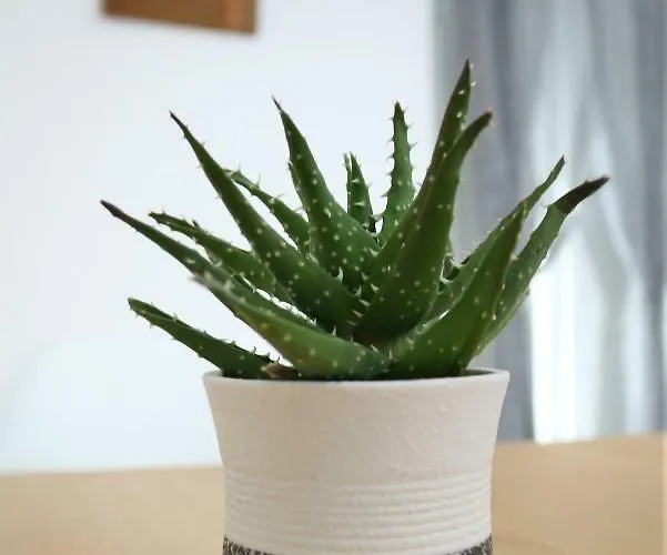 Casa Do Azulejo - Orange Апартаменты *